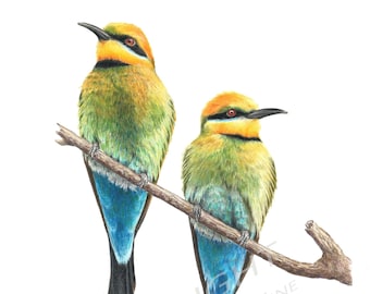 Bee-eater, Australian Native Wildlife Art, Bird Art, Australian Art, Rainbow Bee-eaters, Rainbow