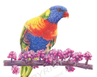 Rainbow Lorikeet Print, Australian Native Wildlife Art, Bird Art, Australian Art, Rainbows