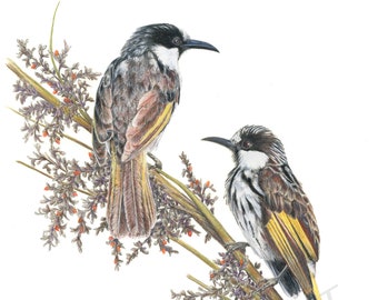 Honeyeaters, Australian Native Wildlife Art, Bird Art, Australian Art, White-Cheeked Honeyeaters, Native Grass