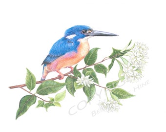 Azure Kingfisher, Australian Native Wildlife Art, Bird Art, Australian Art, Kingfishers