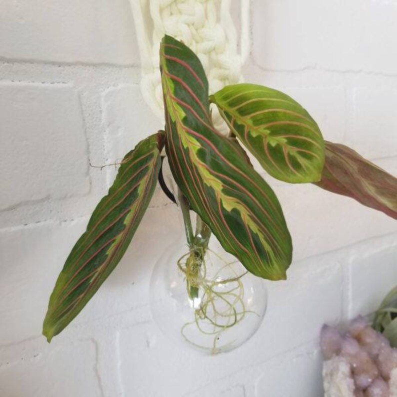 Shangri-la Propagation Hanger