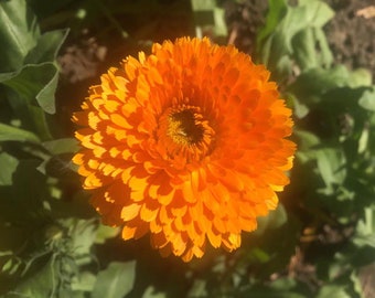 May include: A vibrant orange calendula flower with a yellow center, blooming in a garden setting.