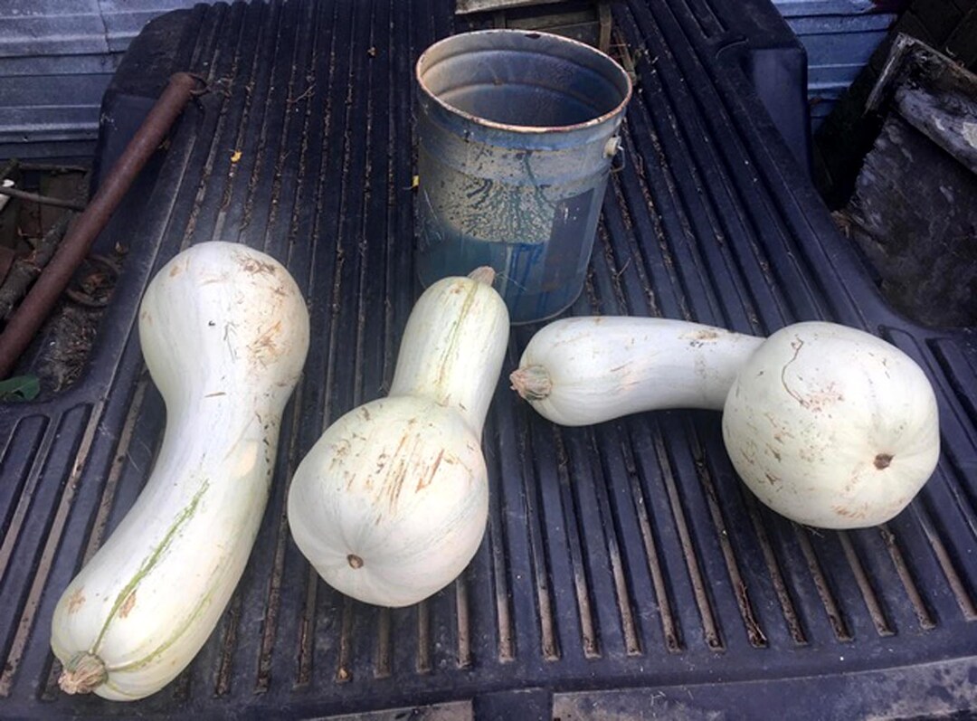 Heritage Tennessee Giant White Cushaw Squash jonathan Etsy