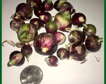 Heirloom Egyptian Onion Sets 15 Walking Multiplier SUMMER FALL PLANTING Onions Hardy Perennial Top Set Alium Bulbs Bulbils Bulblets No Gmos
