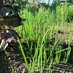 May include: A close-up shot of a garden bed with rows of young green onion plants. The vibrant green shoots contrast with the dark soil. Red lettuce leaves are visible on the left side of the frame, adding color to the scene.