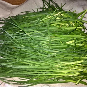 Organic Garlic Chive Seeds SUMMER PLANTING Grow Your Own Chinese Leek Plants Herb Chinese Asian Medicine Cuisine Hardy Perennial Self-Seed