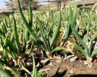 Egyptian Walking Onion Plants - 2 yr old Heirloom Walking Onions Organic Permaculture Perennial RARE SPRING PLANTING Opportunity Gourmet