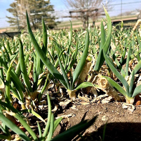 Egyptian Walking Onion Plants Etsy