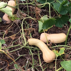 Heritage Butternut Squash Seeds - 10+ Winter Variety Hardy Sweet Tasty Organic Sustainable Living No Herbicides/Pesticides Baking Soup Roast