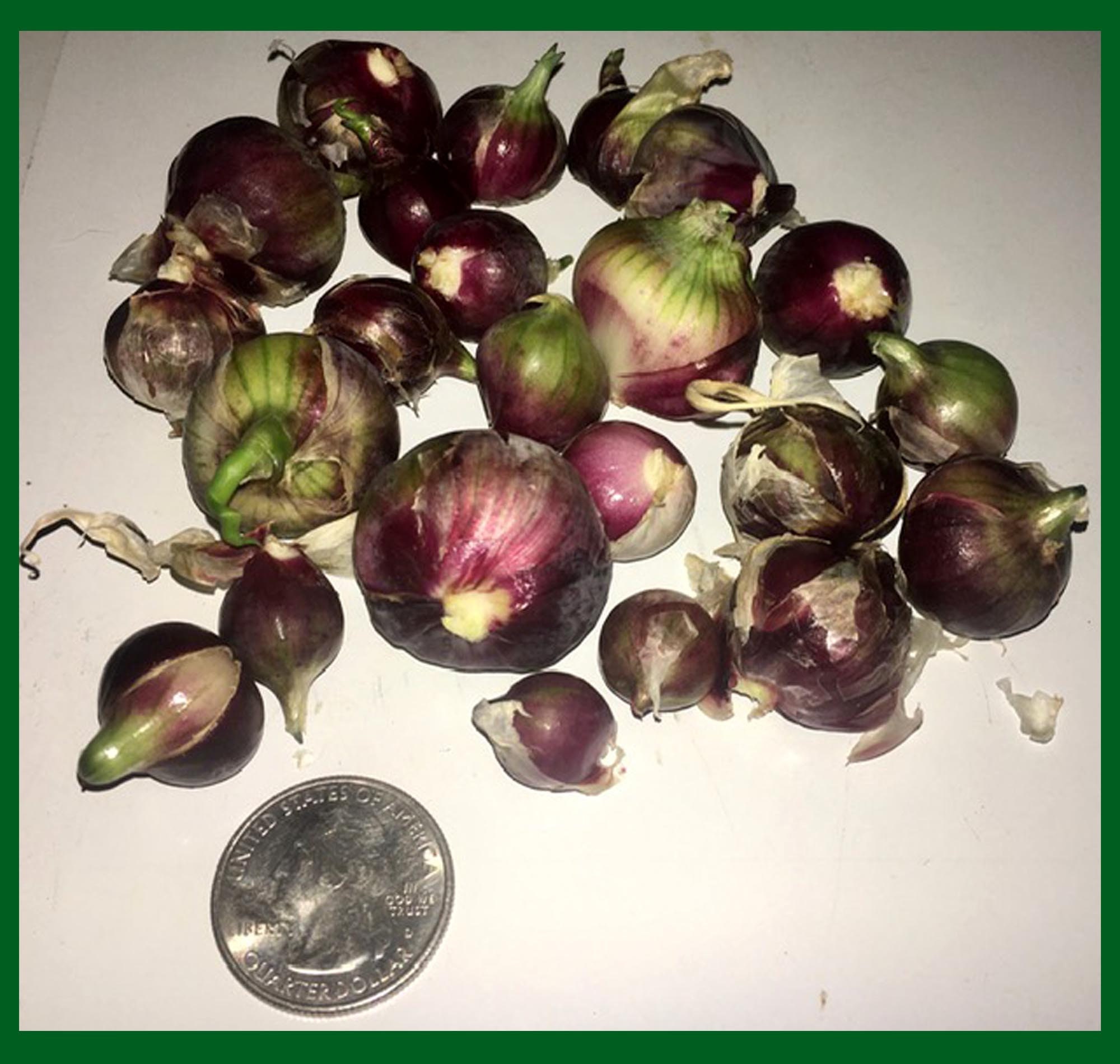 Heirloom Egyptian Onion Sets 30 Walking Multiplier FALL Etsy