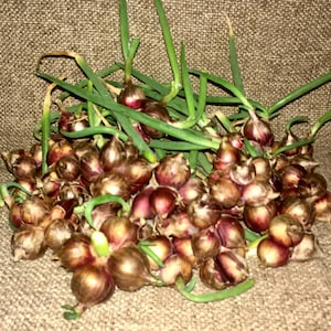 May include: A pile of small, red and brown onion bulbs with green shoots. The onions are clustered together on a textured, tan surface, with some of the green shoots extending upwards. The bulbs vary in size and shape.