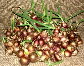 Heirloom Egyptian Onion Sets 30 Walking Multiplier SUMMER FALL PLANTING Onions Hardy Perennial Top Set Alium Bulbs Bulbils Bulblets No Gmos