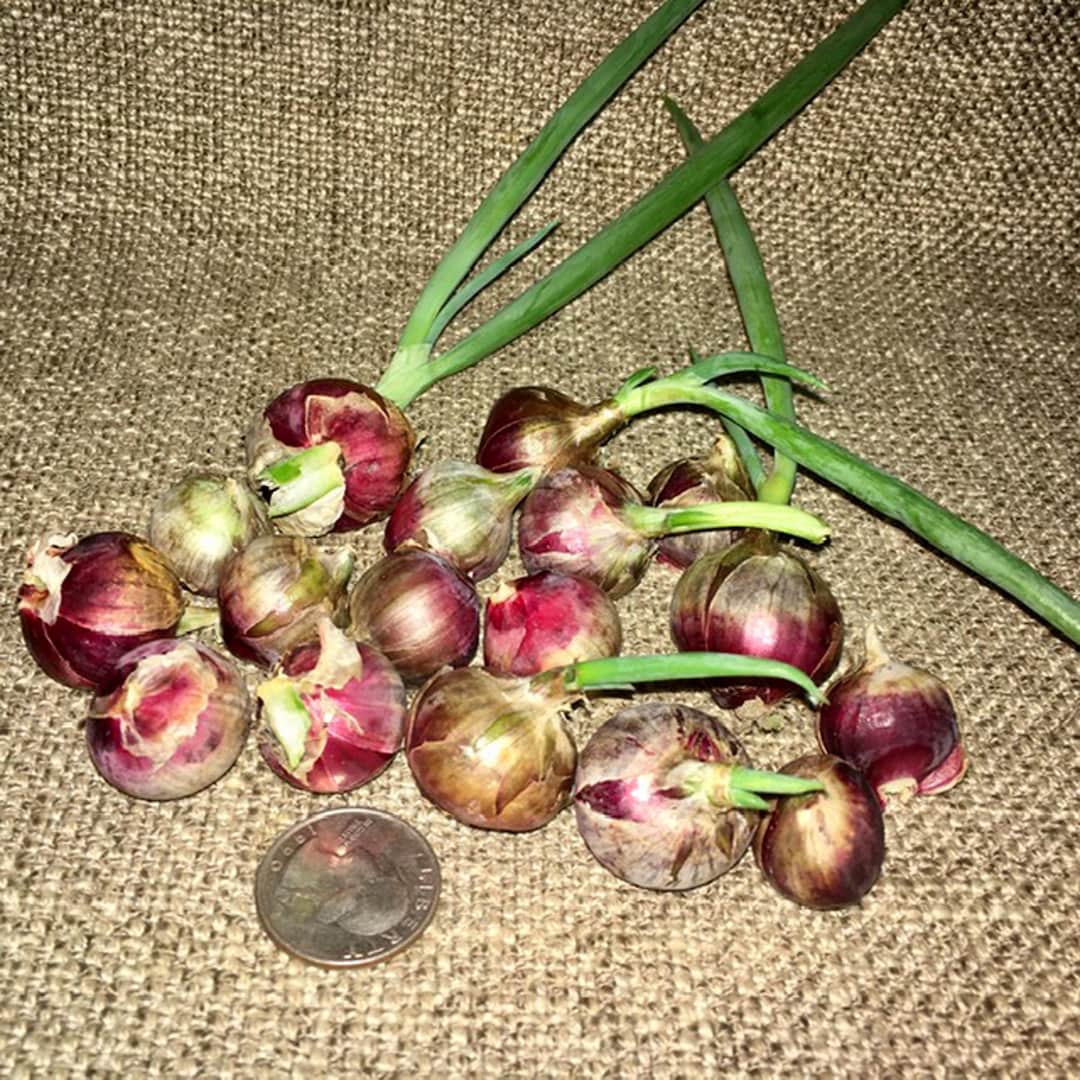 Heirloom Egyptian Onion Sets 10 JUMBO Walking Multiplier SUMMER FALL