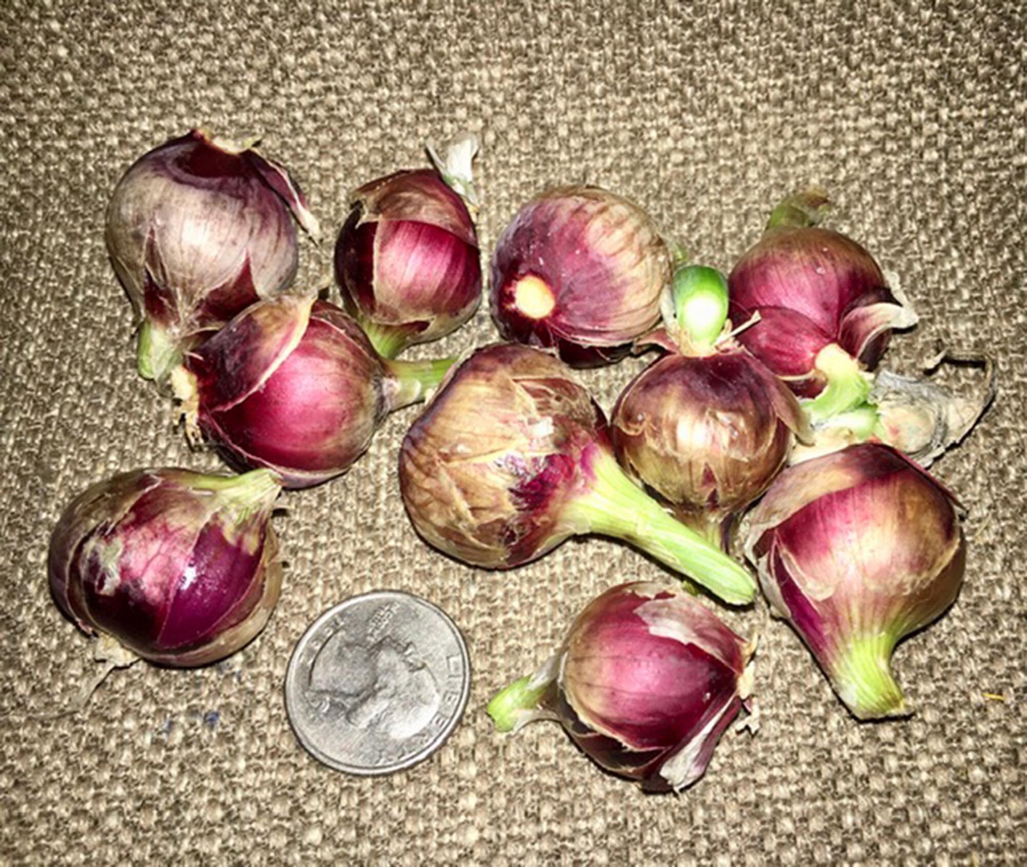 Heirloom Egyptian Onion Sets 15 JUMBO Walking Multiplier Etsy