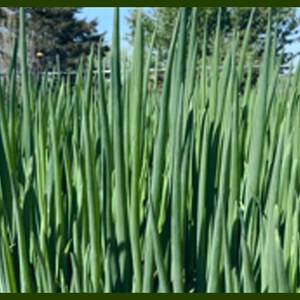 Egyptian Walking Onion Plants - 2 yr old Heirloom Walking Onions Organic Permaculture Perennial RARE SPRING PLANTING Opportunity Gourmet