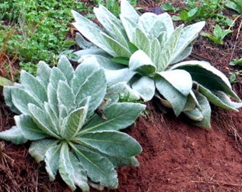 Organic Mullein Seeds  SPRING-SUMMER -FALL Planting Grow Your Own Plants Herb Medicine Hardy Perennial Self-Seeding Medicinal