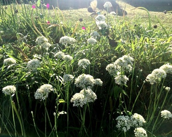 Organic Garlic Chive Live Plants SPRING PLANTING Chinese Leek Bare Root Plants Herb Chinese Asian Medicine Cuisine Hardy Perennial Self-Seed