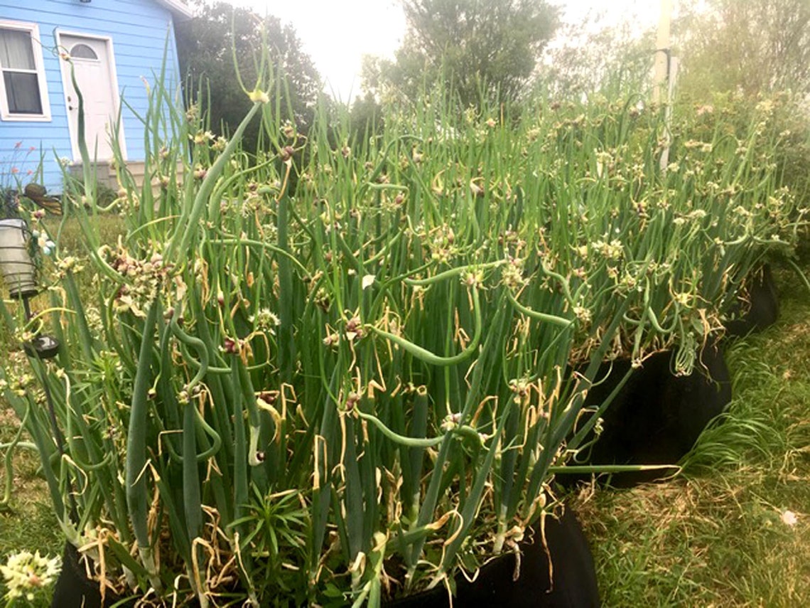 Heirloom Egyptian Onion Sets 50 Walking Multiplier FALL Etsy