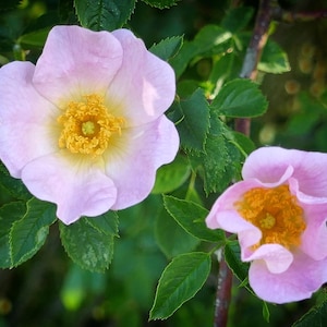 May include: Two pink flowers with yellow centers bloom on a green bush. The flowers have a delicate, ruffled appearance.