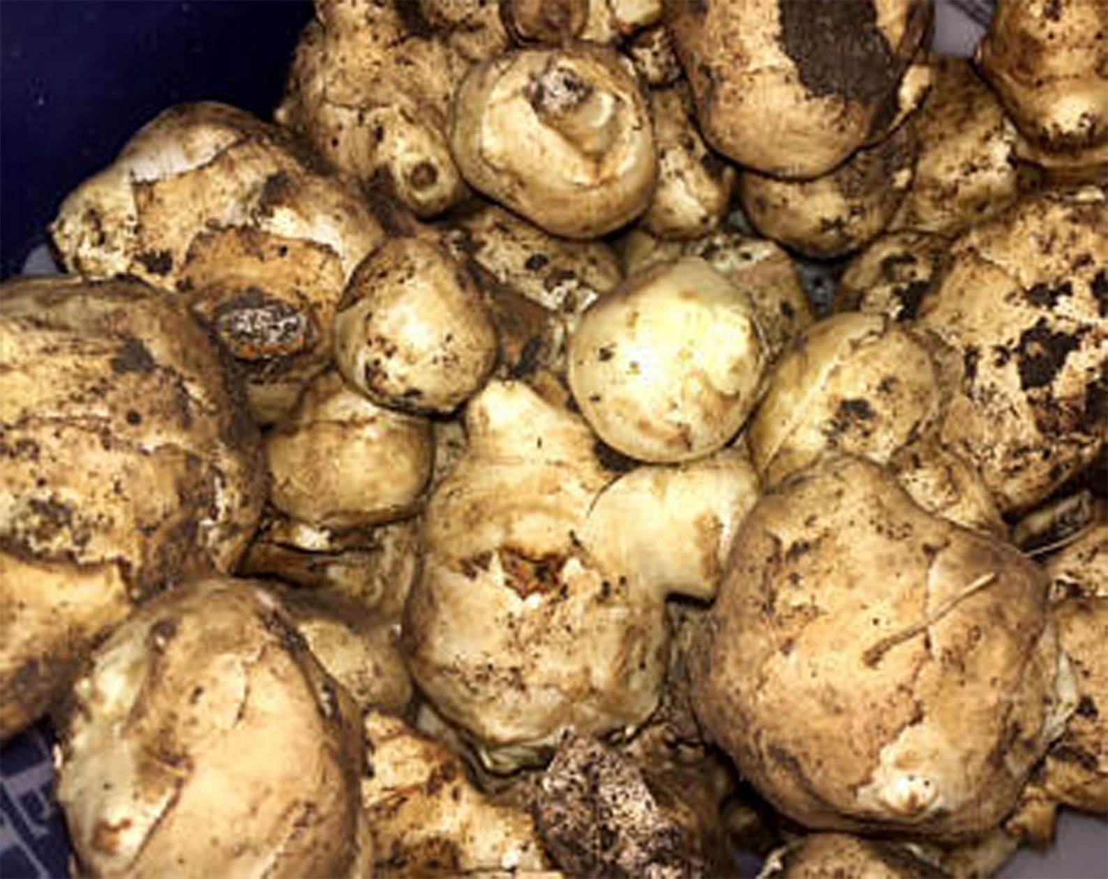 Jerusalem Artichokes Sunchoke for Planting 50 Pieces/sets for Etsy