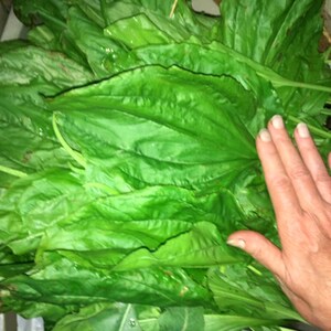 May include: A large bunch of fresh green leafy vegetables, possibly sorrel or spinach, with a hand resting on top.