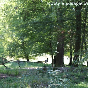 The Wolf* Wolf Spirit Photography