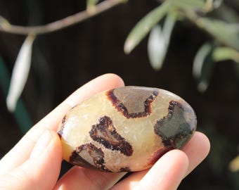 Pietra del palmo septaria* Pietra dell'uovo di drago