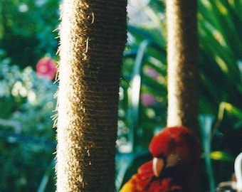 Macaw Mexicain* Poesie Visuelle pleine de Couleur* Photographie Style "d'avant"