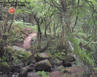 Do you believe? Merlin's Magical Forest Photography - Broceliande Forest, Bretagne, France.