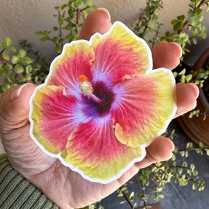 Tequila Sunrise Hibiskus (Rosa-Sinensis) Aufkleber