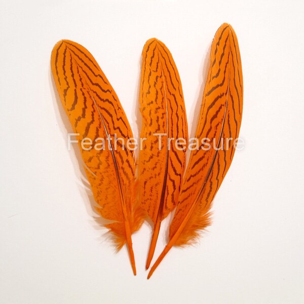 Selected Orange Silver Pheasant Quills,Tangerine Feathers,Striped Feathers,Exotic Feathers,Pheasant Feathers, Orange Feathers,Large Feathers