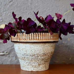 May include: A white ceramic planter with brown stripes and a dark brown rim, filled with dark purple shamrock plants.
