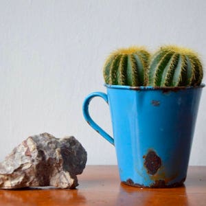 Puede incluir: Dos pequeñas plantas de cactus verdes en una taza de esmalte azul con un borde astillado. La taza tiene un asa y está sentada sobre una superficie de madera.