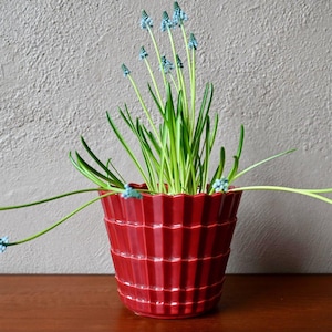 Peut inclure: Un pot en céramique rouge à côtes, rempli de plantes vertes et de fleurs bleues. Le pot est posé sur une surface en bois, avec un mur de couleur neutre en arrière-plan. Les fleurs ont une forme allongée.