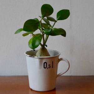 Könnte beinhalten: Eine grüne, blättrige Pflanze mit einer knollenförmigen Basis ist in einer weißen Keramiktasse mit schwarzem Rand und Henkel eingetopft. Die Tasse trägt den Aufdruck "0,5 l" auf der Seite.