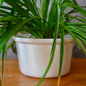 May include: A green spider plant in a white ceramic pot. The plant has long, thin leaves that are a bright green colour.