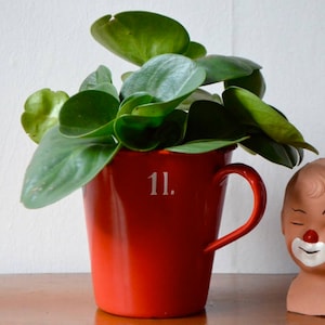 Puede incluir: Una taza de cerámica roja con el número "11" impreso en el lateral, llena de una planta verde de hojas. La taza tiene un asa y está sentada sobre una superficie de madera.