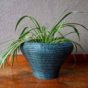 May include: A green ceramic planter with a striped pattern holds a spider plant with long, green leaves.