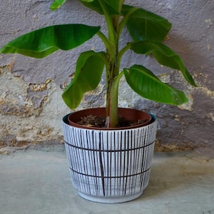 May include: A green banana plant in a white and black striped ceramic pot. The pot has a brown rim.