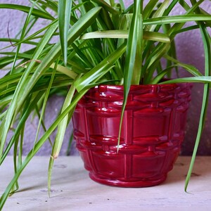 May include: A green spider plant in a red ceramic pot with a woven design. The pot is glossy and has a deep red colour.