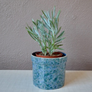 May include: A small potted plant with silvery-green leaves in a blue and green glazed ceramic pot.