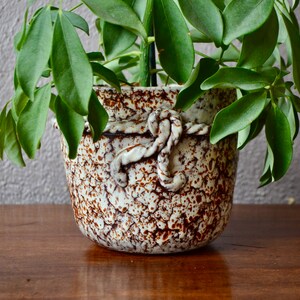 May include: A green leafy plant in a white ceramic pot with brown speckles and a rope design around the rim.