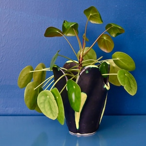 May include: A green and black ceramic planter with a unique, wavy design holds a green leafy plant with round leaves.
