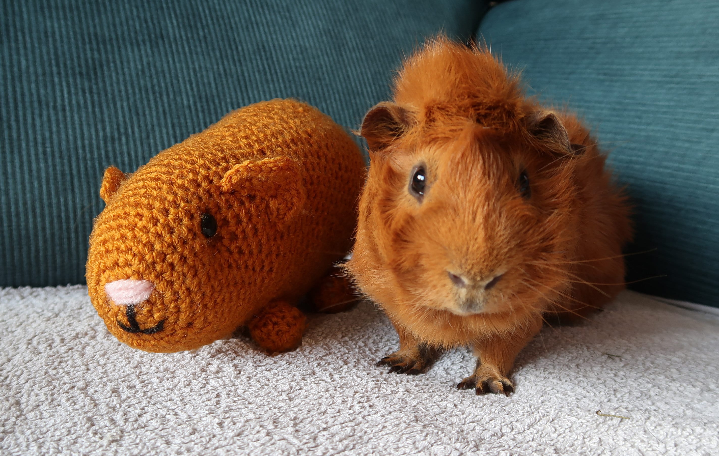 Guinea pig Bernard Crochet
