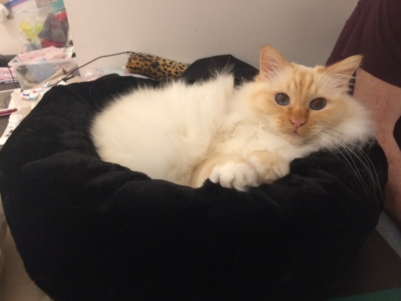 Luxury Deep Donut Style Snuggle Soft Cat Bed Small Dog Bed Etsy UK