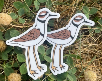 Killdeer Plover Sticker, Bird Watching, Water Bottle, Laptop Decal