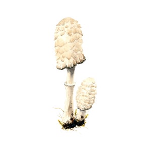 Shaggy Ink Cap image 1