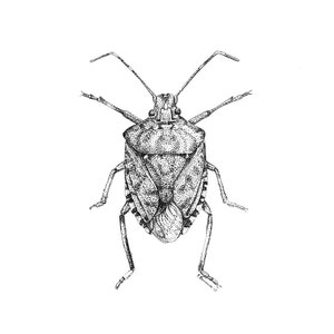 Pentatomidae
