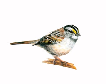 White-Throated Sparrow