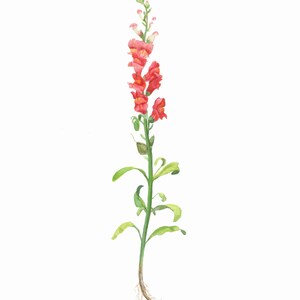 Snapdragon